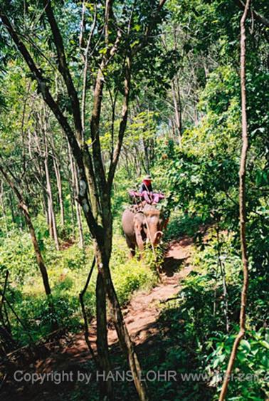 15 Thailand 2002 F1130010 Khao Lak Ausflug Elefantentrekking_478